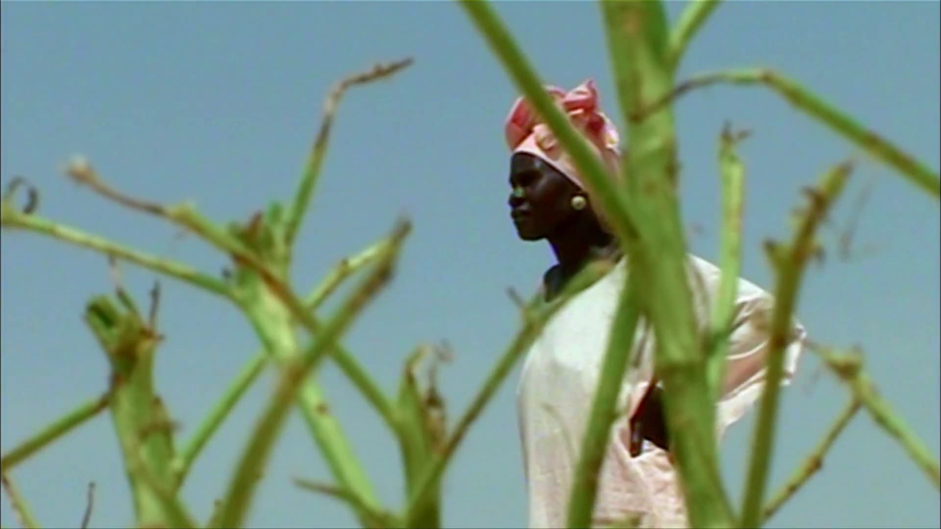 Drone monitoring crops