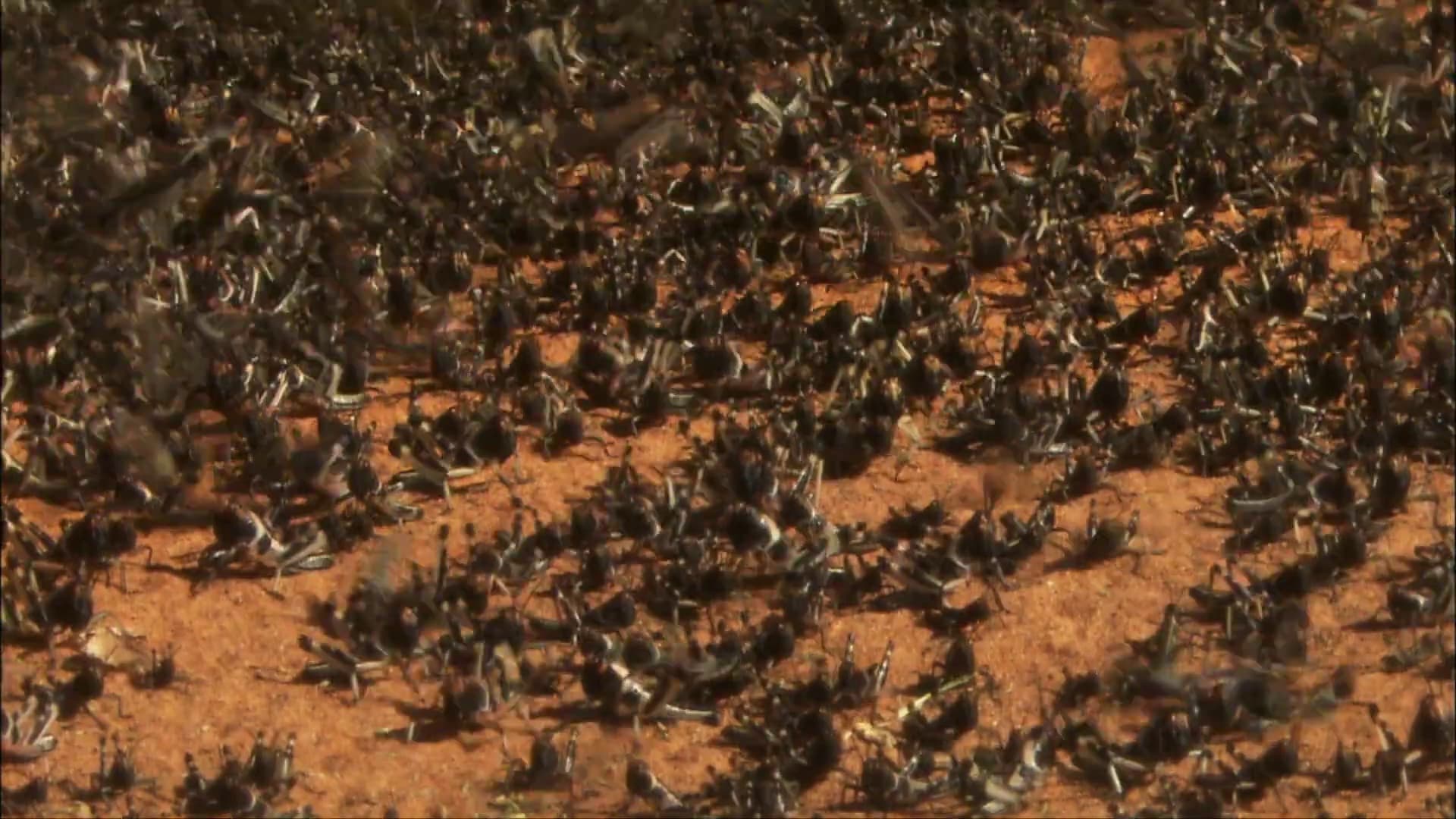 Drone monitoring crops